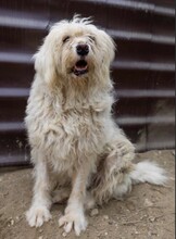 RUDOLFINE, Hund, Mischlingshund in Rumänien - Bild 7