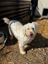 RUDOLFINE, Hund, Mischlingshund in Rumänien - Bild 8