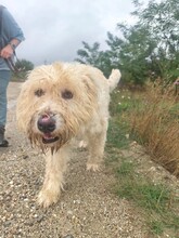 RUDOLFINE, Hund, Mischlingshund in Münster