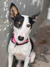 MIKA, Hund, Podenco in Spanien - Bild 5