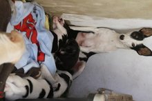 MIKA, Hund, Podenco in Spanien - Bild 7