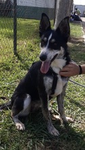 ORCA, Hund, Border Collie in Spanien - Bild 1