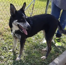 ORCA, Hund, Border Collie in Spanien - Bild 2