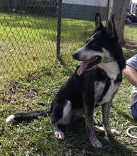 ORCA, Hund, Border Collie in Spanien - Bild 3