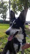 ORCA, Hund, Border Collie in Spanien - Bild 4