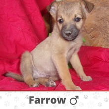 FARROW, Hund, Mischlingshund in Moers