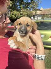 FALCON, Hund, Mischlingshund in Bulgarien - Bild 1