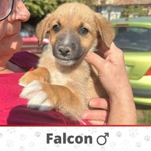 FALCON, Hund, Mischlingshund in Bulgarien - Bild 3