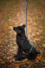 BILMO, Hund, Mischlingshund in Langenburg - Bild 2