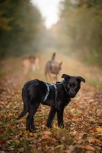 BILMO, Hund, Mischlingshund in Langenburg - Bild 3