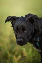 BILMO, Hund, Mischlingshund in Langenburg - Bild 8