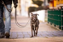 JURA, Hund, Mischlingshund in Magdeburg - Bild 10