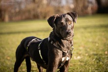 JURA, Hund, Mischlingshund in Magdeburg - Bild 2