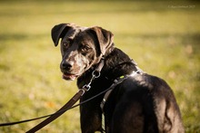 JURA, Hund, Mischlingshund in Magdeburg - Bild 3