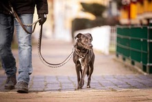 JURA, Hund, Mischlingshund in Magdeburg - Bild 9