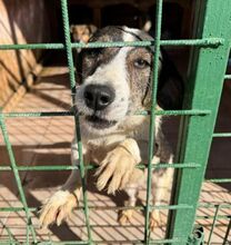 HENRY, Hund, Mischlingshund in Rumänien - Bild 4