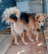 JANGO, Hund, Mischlingshund in Griechenland - Bild 2