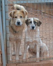 JANGO, Hund, Mischlingshund in Griechenland - Bild 4