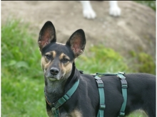 FREYA, Hund, Mischlingshund in Geiselwind - Bild 3