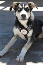 SKY, Hund, Siberian Husky-Mix in Griechenland - Bild 1