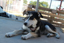 SKY, Hund, Siberian Husky-Mix in Griechenland - Bild 10