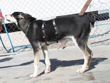 SKY, Hund, Siberian Husky-Mix in Griechenland - Bild 2