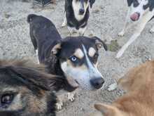 SKY, Hund, Siberian Husky-Mix in Griechenland - Bild 5