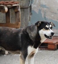 SKY, Hund, Siberian Husky-Mix in Griechenland - Bild 7