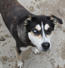 SKY, Hund, Siberian Husky-Mix in Griechenland - Bild 8