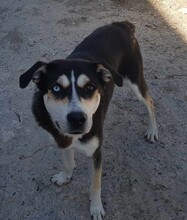 SKY, Hund, Siberian Husky-Mix in Griechenland - Bild 9