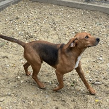 BIGGS, Hund, Mischlingshund in Ungarn - Bild 3