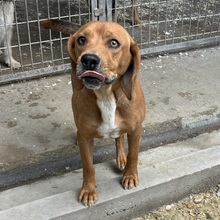 BIGGS, Hund, Mischlingshund in Ungarn - Bild 4