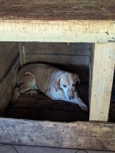 VERA, Hund, Magyar Vizsla-Mix in Presseck - Bild 10