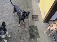 VERA, Hund, Magyar Vizsla-Mix in Presseck - Bild 6