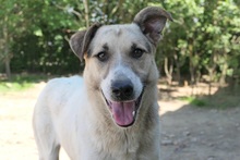ALIISA, Hund, Mischlingshund in Rumänien - Bild 10