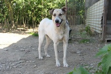 ALIISA, Hund, Mischlingshund in Rumänien - Bild 11