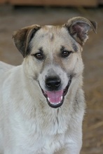 ALIISA, Hund, Mischlingshund in Rumänien - Bild 12