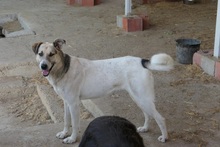 ALIISA, Hund, Mischlingshund in Rumänien - Bild 13