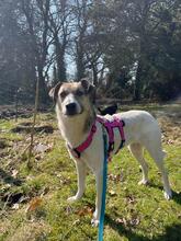 ALIISA, Hund, Mischlingshund in Großenkneten