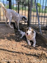 COCO, Hund, Mischlingshund in Griechenland - Bild 9