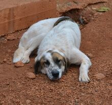 DALIAF, Hund, Mischlingshund in Griechenland - Bild 13