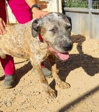 BUBA, Hund, Deutsche Dogge-Mix in Spanien - Bild 3