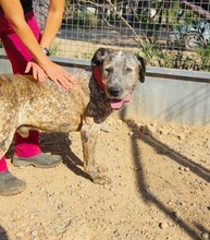 BUBA, Hund, Deutsche Dogge-Mix in Spanien - Bild 5