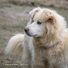 PUJU, Hund, Hannoverscher Schweißhund-Mix in Egelsbach - Bild 1