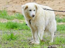 PUJU, Hund, Hannoverscher Schweißhund-Mix in Egelsbach - Bild 2