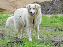 PUJU, Hund, Hannoverscher Schweißhund-Mix in Egelsbach - Bild 3