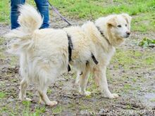 PUJU, Hund, Hannoverscher Schweißhund-Mix in Egelsbach - Bild 4