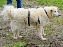 PUJU, Hund, Hannoverscher Schweißhund-Mix in Egelsbach - Bild 5