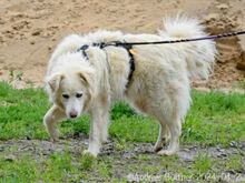 PUJU, Hund, Hannoverscher Schweißhund-Mix in Egelsbach - Bild 6