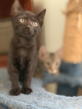 SANCHO, Katze, Hauskatze in Rumänien - Bild 1